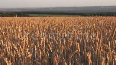在日出的田野上的小麦穗. 在夕阳下的黄金时刻，麦穗迎风而动。 30fps